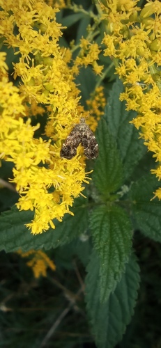 Common Nettle-tap