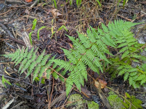 Athyrium asplenioides, photograph 4