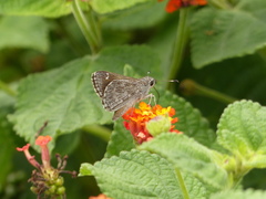 Lerodea erythrostictus
