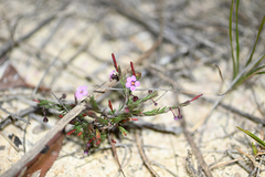 (c) Bryce Watts-Parker, some rights reserved (CC BY) Euryomyrtus ramosissima, photograph (c) Bryce Watts-Parker, some rights reserved (CC BY)
