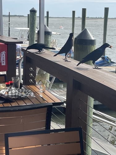 Boat-tailed Grackle