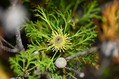 Isopogon anemonifolius, photograph (c) Bryce Watts-Parker, some rights reserved (CC BY)