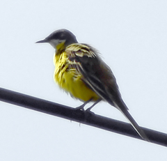Motacilla flava cinereocapilla