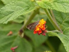 Lerodea erythrostictus
