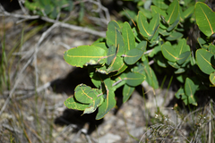 Angophora hispida, photograph (c) Bryce Watts-Parker, some rights reserved (CC BY)