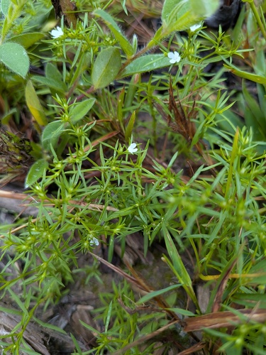Polypremum procumbens, photograph 3