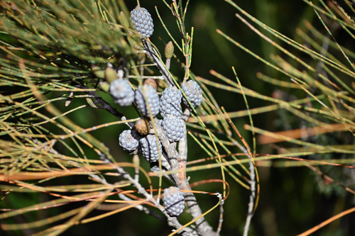 Allocasuarina distyla, photograph 1