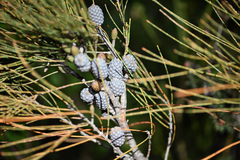 (c) Bryce Watts-Parker, some rights reserved (CC BY) Allocasuarina distyla, photograph (c) Bryce Watts-Parker, some rights reserved (CC BY)