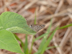 Lerodea erythrostictus