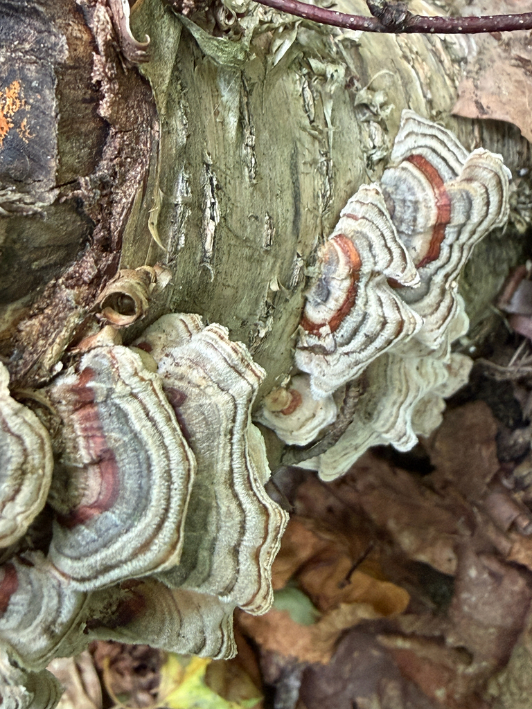 turkey-tail · September 2026 · photo: Photo: (c) Mark, some rights reserved (CC BY) · iNaturalist