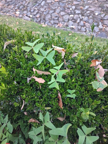 Garden pink-sorrel