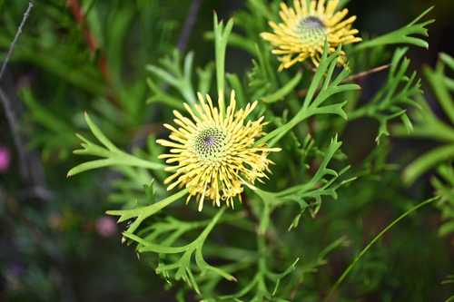 Isopogon anemonifolius, photograph 3