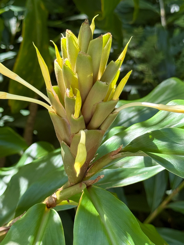 Hedychium coronarium observed 2026-09-12