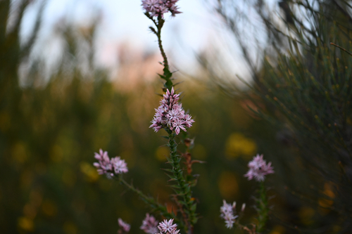 Sprengelia incarnata, photograph 4