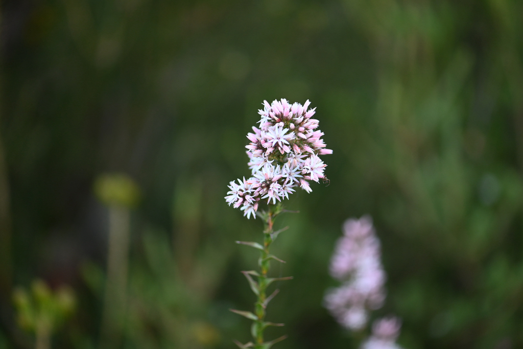 Sprengelia incarnata; photograph (c) Bryce Watts-Parker, some rights reserved (CC BY)