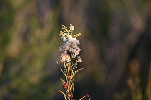 Acacia linifolia