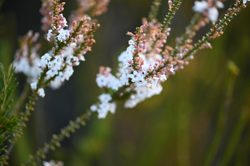 Epacris microphylla, photograph 6