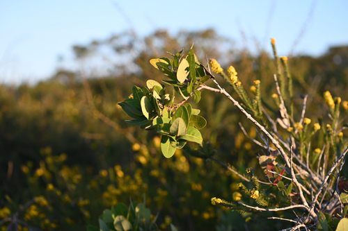 Angophora hispida, photograph 5