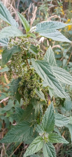great stinging nettle
