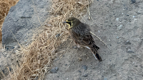 Horned Lark