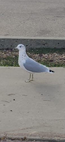 Ring-billed Gull