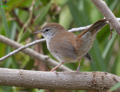 Cetti's Warbler