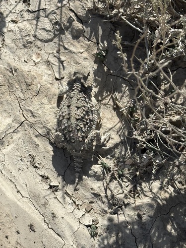 Greater Short-horned Lizard