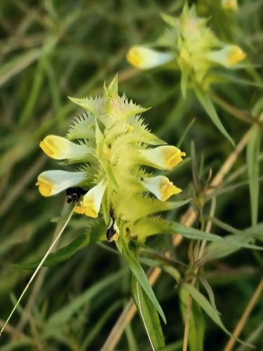 Melampyrum cristatum, photograph 3