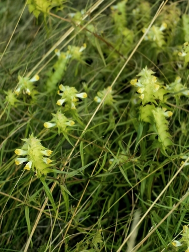 Melampyrum cristatum, photograph 4
