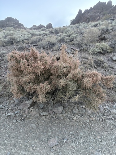 iNaturalist observation photo of Small-leaf Cream Bush