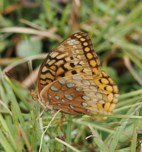 Great Spangled Fritillary