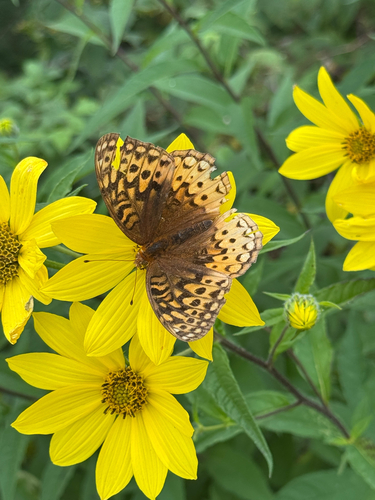 Great Spangled Fritillary