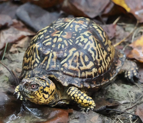 Eastern Box Turtle