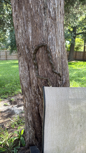 Eastern Ratsnake