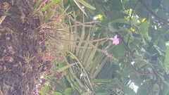 Dimerandra emarginata