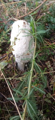 Shaggy Mane