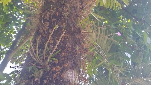 Dimerandra emarginata, photograph 1