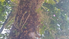 Dimerandra emarginata, photograph (c) Martha Lucia Ortiz-Moreno, some rights reserved (CC BY)