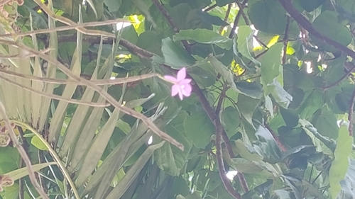 Dimerandra emarginata, photograph 2