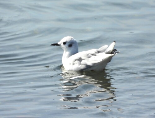 Bonaparte's Gull