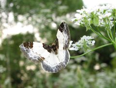 Mesoleuca albicillata