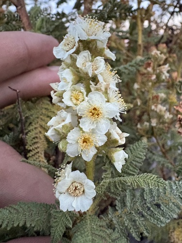 iNaturalist observation photo of fernbush