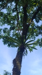Werauhia sanguinolenta, photograph (c) Martha Lucia Ortiz-Moreno, some rights reserved (CC BY)