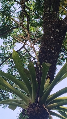 Werauhia sanguinolenta, photograph 3