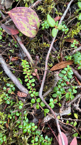 creeping snowberry