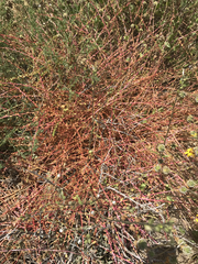 Aphanisma blitoides