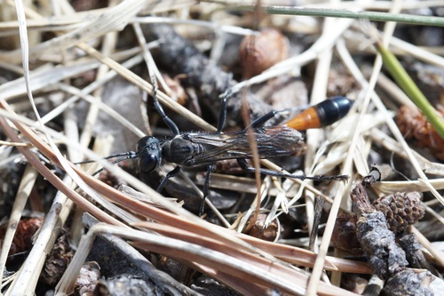iNaturalist observation photo of Thread-waisted Sand Wasps