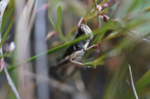 iNaturalist observation photo of North American Spur-throated Grasshoppers