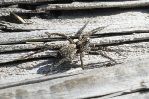 iNaturalist observation photo of Wolf Spiders