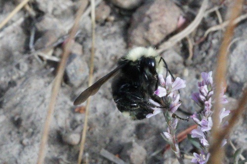 iNaturalist observation photo of Bumble Bees